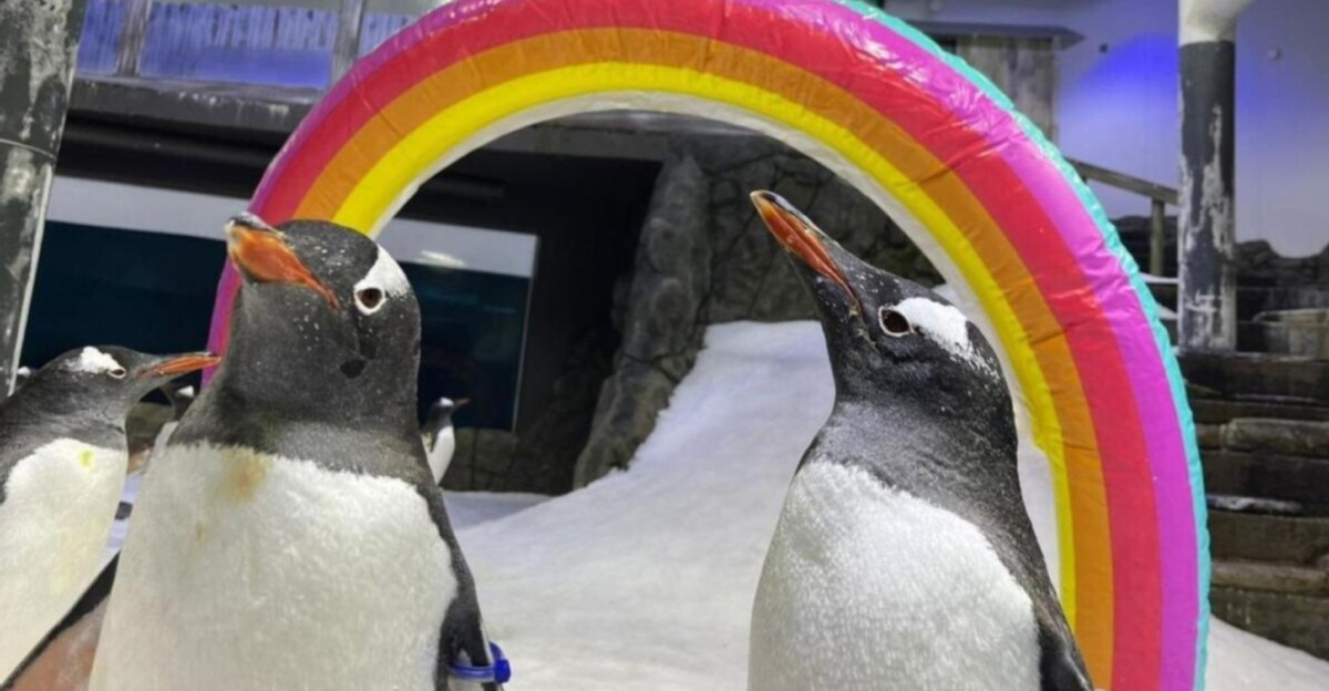 Los pingüinos Sphen y Magic en el SEA Life de Sidney.